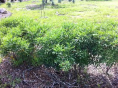 2012-03-30-6607 Conifer Cove-41.jpg